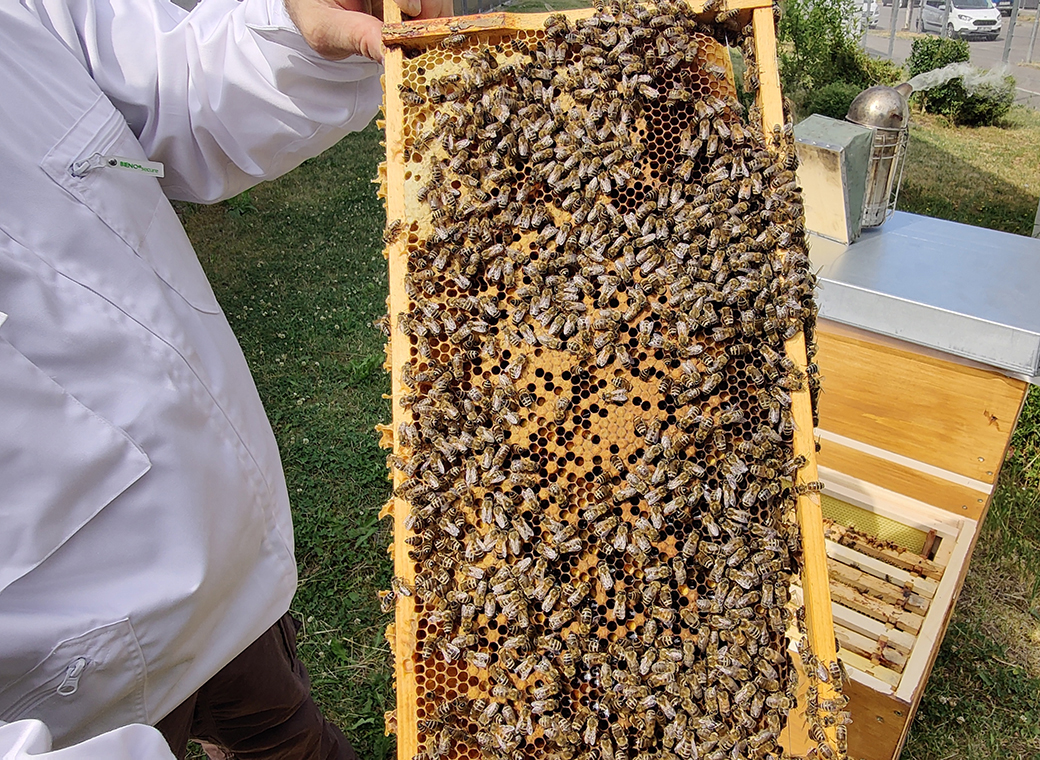 In jedem Bienenstock leben 50.000 Bienen und eine Königin.